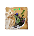 サランちゃんの可愛い猫スタンプ2（個別スタンプ：10）