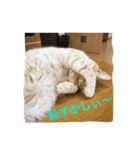サランちゃんの可愛い猫スタンプ2（個別スタンプ：12）