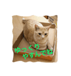 サランちゃんの可愛い猫スタンプ2（個別スタンプ：14）
