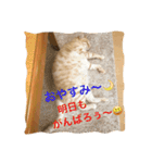 サランちゃんの可愛い猫スタンプ2（個別スタンプ：15）