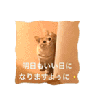 サランちゃんの可愛い猫スタンプ2（個別スタンプ：16）