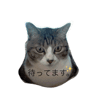 我が家のミミちゃんパート2（個別スタンプ：2）