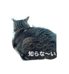 我が家のミミちゃんパート2（個別スタンプ：3）
