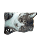 我が家のミミちゃんパート2（個別スタンプ：5）