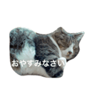 我が家のミミちゃんパート2（個別スタンプ：6）