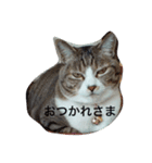 我が家のミミちゃんパート2（個別スタンプ：16）