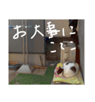 こてこ専用名前スタンプ（個別スタンプ：1）