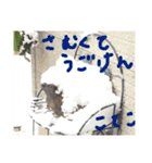 こてこ専用名前スタンプ（個別スタンプ：13）