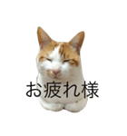もっちのスタンプ（個別スタンプ：11）