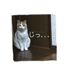 もっちのスタンプ（個別スタンプ：13）