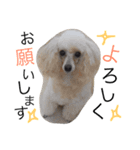 ピースのなかまたち（個別スタンプ：1）