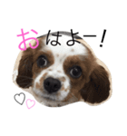 ピースのなかまたち（個別スタンプ：3）