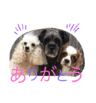ピースのなかまたち（個別スタンプ：5）