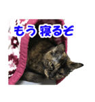実は女の子 にゃん丸（個別スタンプ：3）