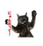 実は女の子 にゃん丸（個別スタンプ：5）