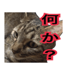 表情豊かな猫ちゃん達。5（個別スタンプ：4）