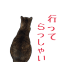 表情豊かな猫ちゃん達。5（個別スタンプ：17）