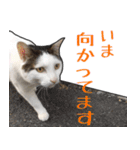 表情豊かな猫ちゃん達。5（個別スタンプ：35）