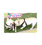 フレブルふぁむち2（個別スタンプ：10）