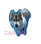 ハスキー エスポん ティアラん（個別スタンプ：1）