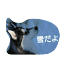 ハスキー エスポん ティアラん（個別スタンプ：39）