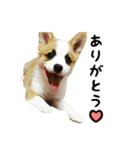 コーギー犬ごん太眉毛のベルちゃん（個別スタンプ：1）