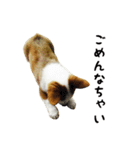 コーギー犬ごん太眉毛のベルちゃん（個別スタンプ：2）