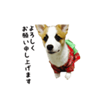 コーギー犬ごん太眉毛のベルちゃん（個別スタンプ：4）