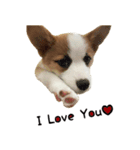 コーギー犬ごん太眉毛のベルちゃん（個別スタンプ：5）