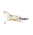 コーギー犬ごん太眉毛のベルちゃん（個別スタンプ：6）
