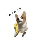コーギー犬ごん太眉毛のベルちゃん（個別スタンプ：7）