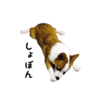 コーギー犬ごん太眉毛のベルちゃん（個別スタンプ：8）