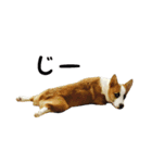 コーギー犬ごん太眉毛のベルちゃん（個別スタンプ：9）