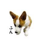 コーギー犬ごん太眉毛のベルちゃん（個別スタンプ：10）