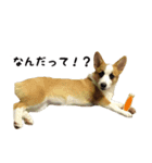 コーギー犬ごん太眉毛のベルちゃん（個別スタンプ：11）
