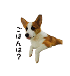 コーギー犬ごん太眉毛のベルちゃん（個別スタンプ：12）