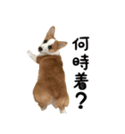 コーギー犬ごん太眉毛のベルちゃん（個別スタンプ：13）