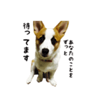 コーギー犬ごん太眉毛のベルちゃん（個別スタンプ：14）