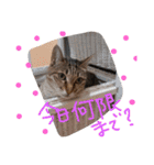 ゆるねこマロちゃん（個別スタンプ：2）