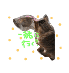 ゆるねこマロちゃん（個別スタンプ：9）