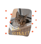 ゆるねこマロちゃん（個別スタンプ：10）