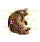 ゆるねこマロちゃん（個別スタンプ：11）