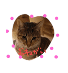 ゆるねこマロちゃん（個別スタンプ：18）