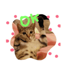 ゆるねこマロちゃん（個別スタンプ：21）