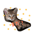 ゆるねこマロちゃん（個別スタンプ：26）