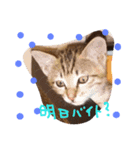 ゆるねこマロちゃん（個別スタンプ：28）