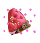 ゆるねこマロちゃん（個別スタンプ：30）