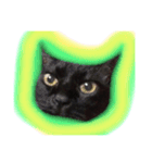 黒猫モモ（個別スタンプ：1）