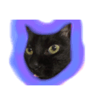 黒猫モモ（個別スタンプ：6）