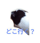モルモット るる 日常会話2（個別スタンプ：2）